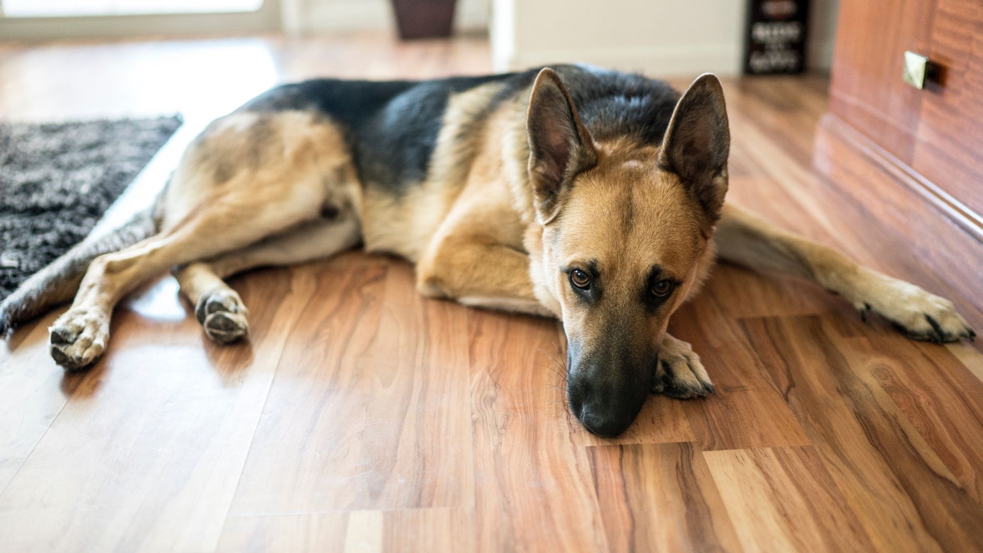 dog on hardwood flooring in living room
